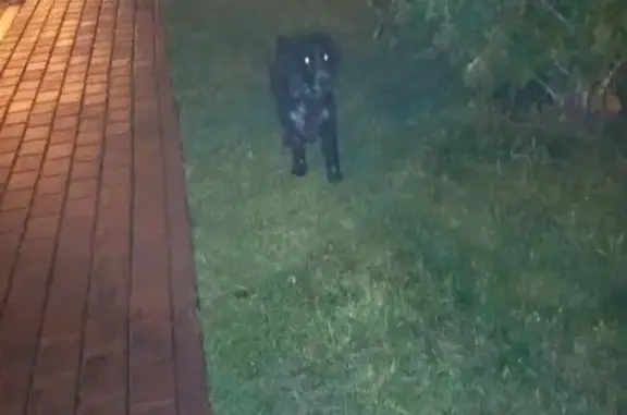 Найдена собака без ошейника на Лесной Поляне