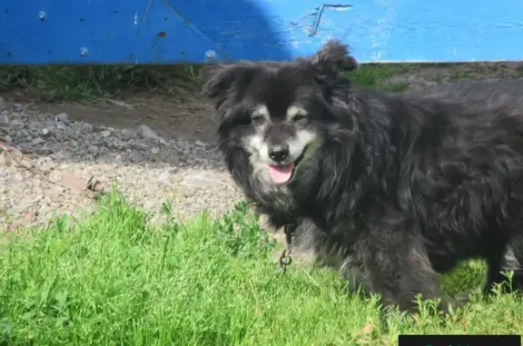 Собаки потеряшки, Нижняя Тавда, фото: Потеряшка собака возле Сартовского выхода, Нижняя Тавда