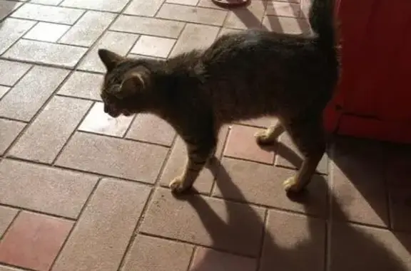 Сбитый котенок ищет спасение возле магазина в Омске