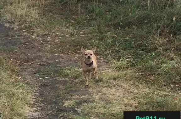 Найдена собака в парке Молодежном, Липецк