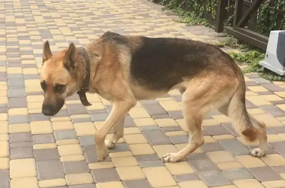 Собака найдена в Краснодаре: +7 (925) 877-64-42