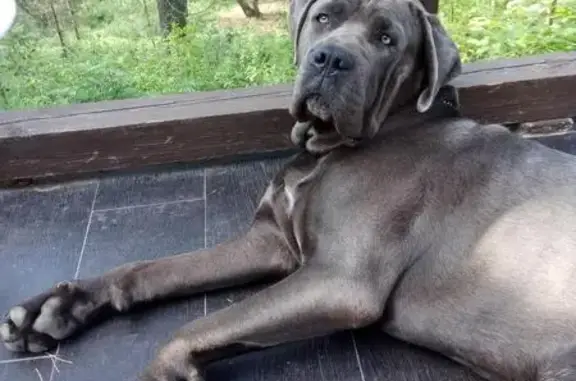 Собаки потеряшки, Новое Токсово, фото: Потеряшка собака BKU10636 в Новом Токсово, Ленобласть