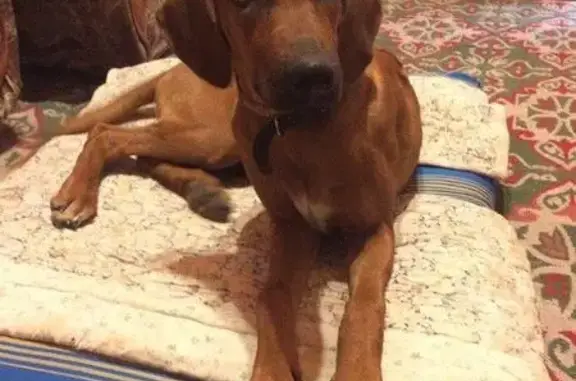 Найдена коричневая собака в Новоживотинном, Воронежская область