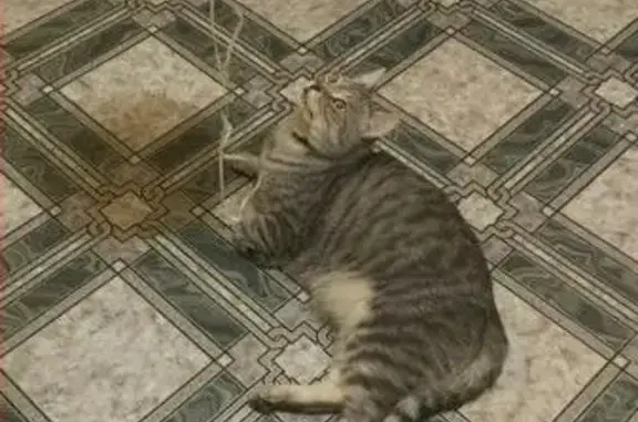 Кошки потеряшки, Таврово, фото: Потеряшка кошка в Таврово-2, Будённого/Конева