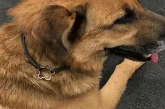 Найдена собака на остановке в Новом Измайлово, Балашиха