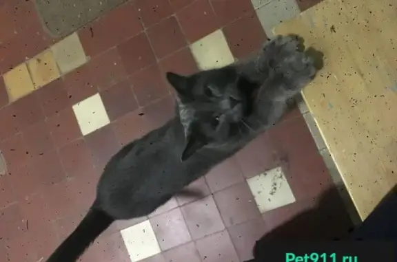 Пропала кошка, найден кот у метро Авиаматорная
