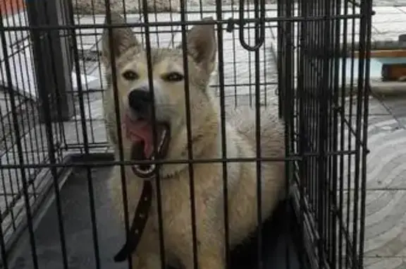 Собака найдена в поселке Чистые Пруды, Республика Мордовия