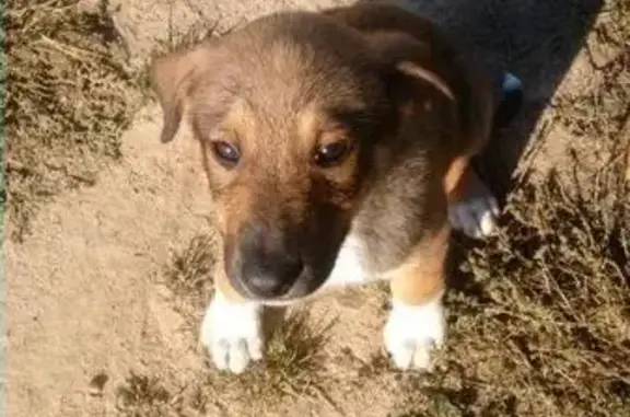 Пропала собака, найден щенок в Тучково
