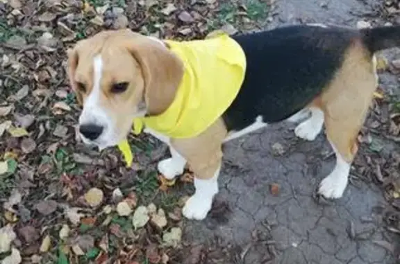 Собаки потеряшки, сад. уч., фото: Потеряшка бигль Дюк, вознаграждение, д. Решетникова, Салаирский тракт.