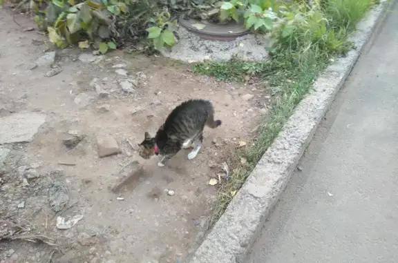 Найдена кошка с розовым ошейником на улице Холоднова 11