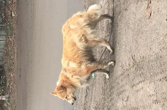 Собака найдена на Лётной, 99с1, Москва.