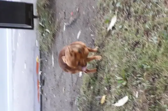 Собака найдена на Еловой Аллее в Калининграде.