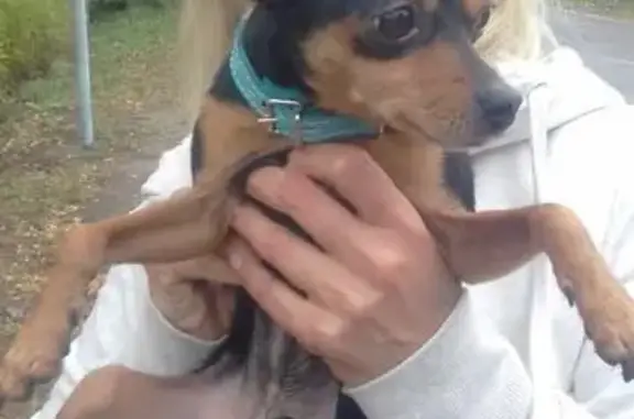 Найдена собака в деревне Золотово, Московская область
