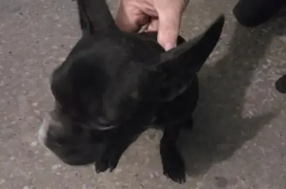 Найдена собака на улице Даргомыжского