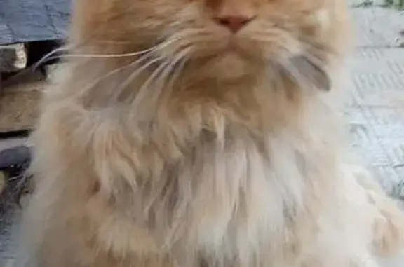 Найдена пушистая кошка в Дедовске, Московская область