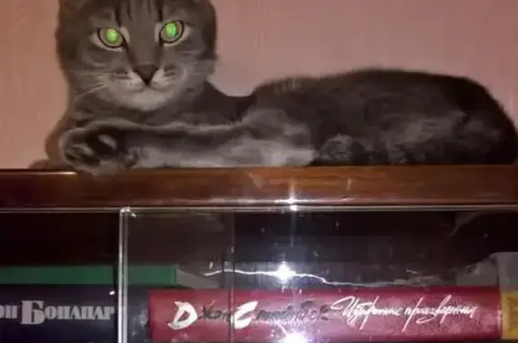 Кошки потеряшки, Саранск, фото: Потеряшка кошка в Юго-Западном районе, вознаграждение!