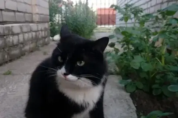 Пропал кот Буська в Одинцовском районе, Голицыно, вознаграждение 10000р.