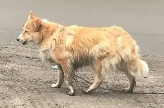Пропала собака в Красногорске, бежево-рыжего цвета с висячим ухом.