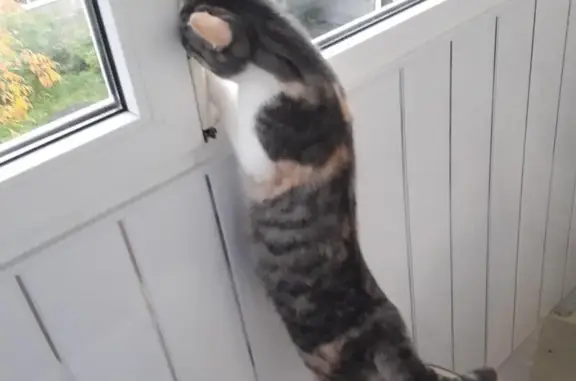 Потерянные животные Пермь, фото: Пропала кошка на улице Мильчакова, дом 25-27