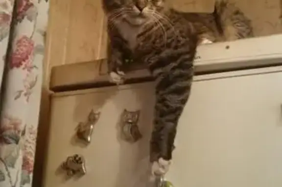 Кошки потеряшки, Петрино, фото: Потеряшка кошка с коротким хвостом в деревне Петрино, Московская область