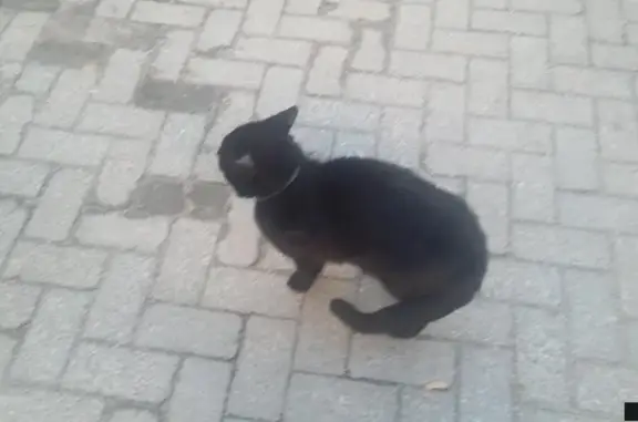 Найден потерявшийся кот на ул. Д. Донского, 17 в Калининграде