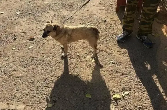 Пропала маленькая собака в Сходне и близлежащих районах!