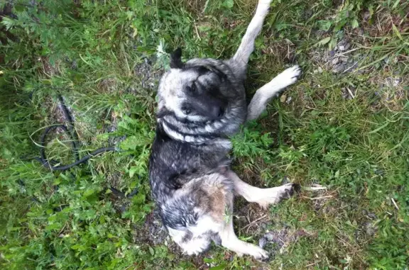 Пропала собака на Горьковском шоссе, 52 км