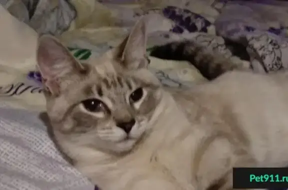 Пропала кошка в Синявино, Ленобласть: метис тайской, зовут Соня.