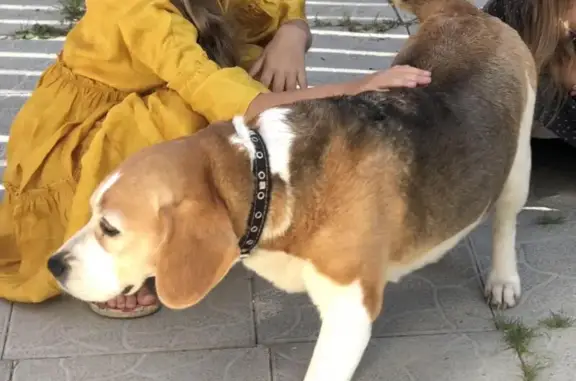 Пропала собака Иджи в Глаголево, Московская область