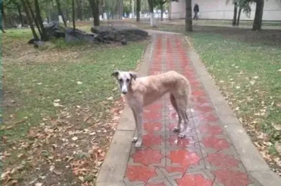 Пропала русская псовая борзая в Центральном Военном санатории, Пятигорск