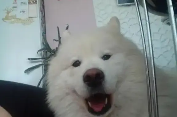 Пропала белая собака на Одесской улице в Воронеже