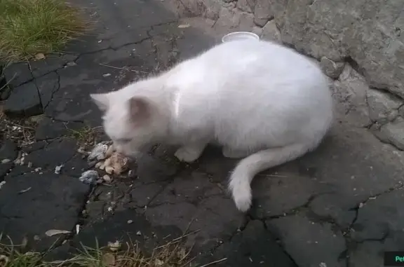 Найдена белая кошка на Светлоярской, 13!