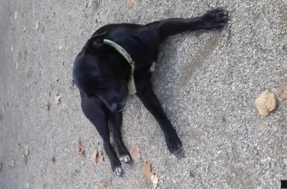 Найдена собака с зелёным ошейником на улице Тюляева, 18