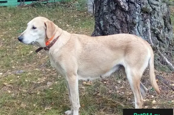 Найдена собака в Калужской области, ищем хозяина
