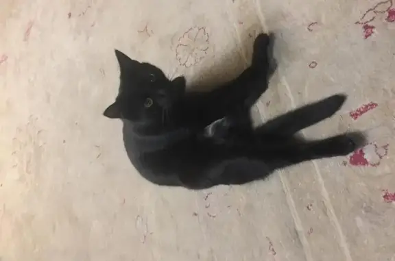 Пропал чёрный котик в Московской области