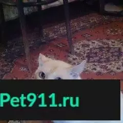 Пропал кот в СНТ Мичуринец, Чеховский р-н