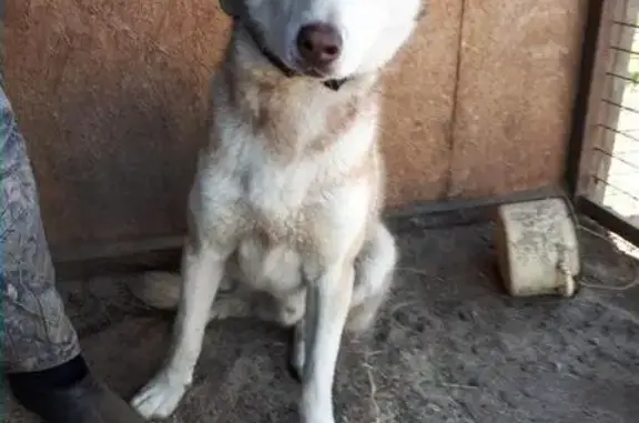 Пропала собака в Калужской области, найден рыжий хаски с голубыми глазами.