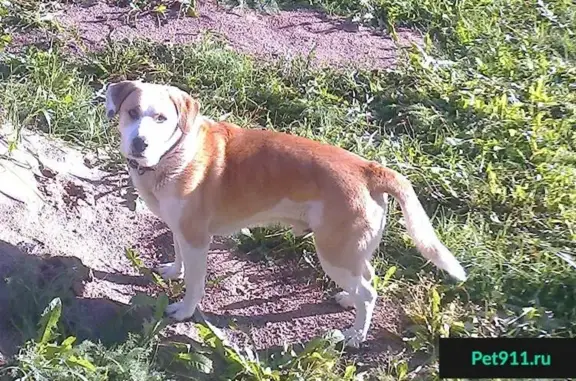 Найдена собака в Плодовом, Ленинградская область