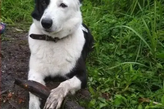 Найдена собака Терри, метис русско-европейской лайки, возле школы №52, Соломенский район, Киев.