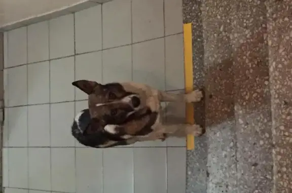 Найден ухоженный пёсик в Москве, ул. Амундсена