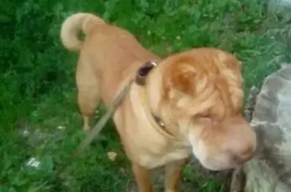 Пропала собака на Заречном бульваре в Нижнем Новгороде
