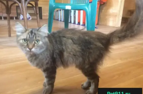 Найдена кошка в Нижегородской области