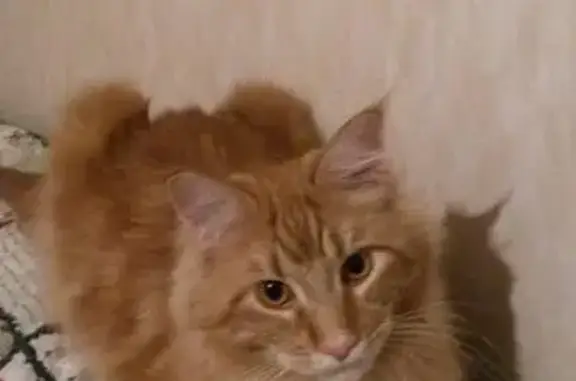 Кошки потеряшки, Гончаровское, фото: Потеряшка кошка в поселке Смирново, Ленобласть