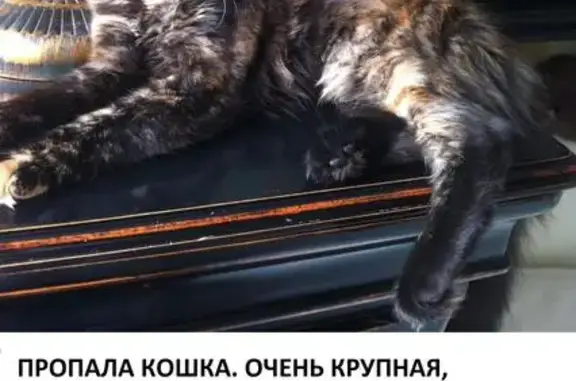 Пропала кошка в поселке Новый Городок, Московская область