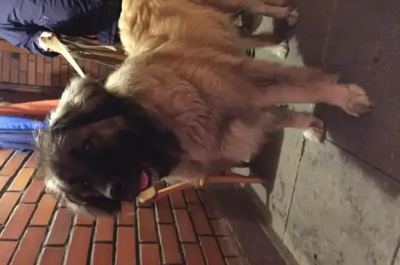 Найдена собака в Екатеринбурге