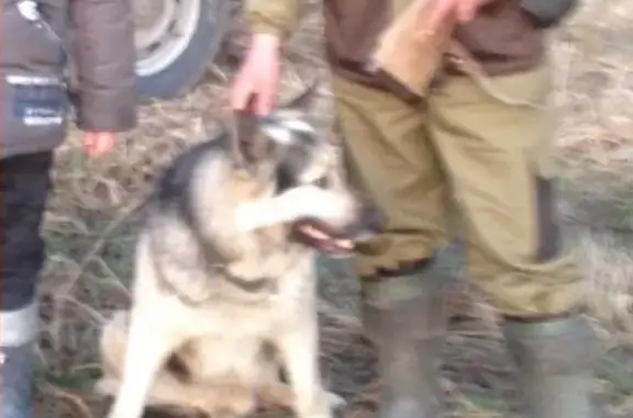 Пропала собака в Ярославле, СНТ Резинотехника-2!
