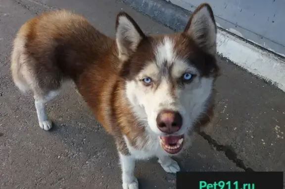 Собака найдена на Ярославском шоссе, 33 км.