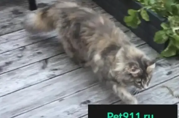 Пропала кошка Сима в Химках, Набережный проезд