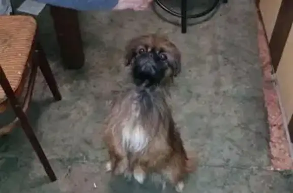 Найдена собака с ошейником на улице Кузнецкой, Лосино-Петровский