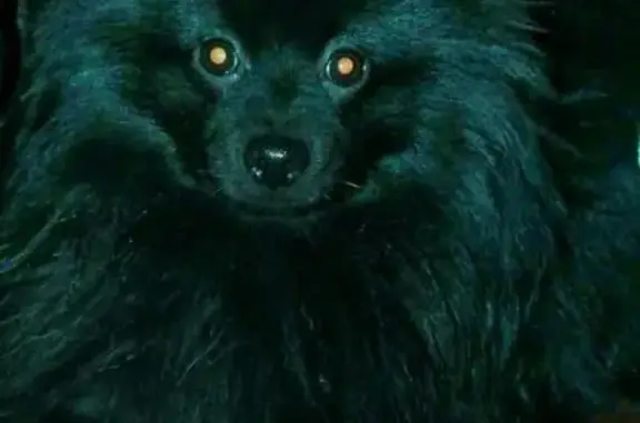 Собаки потеряшки, Землино, фото: Потеряшка собака в Землино, Московская область